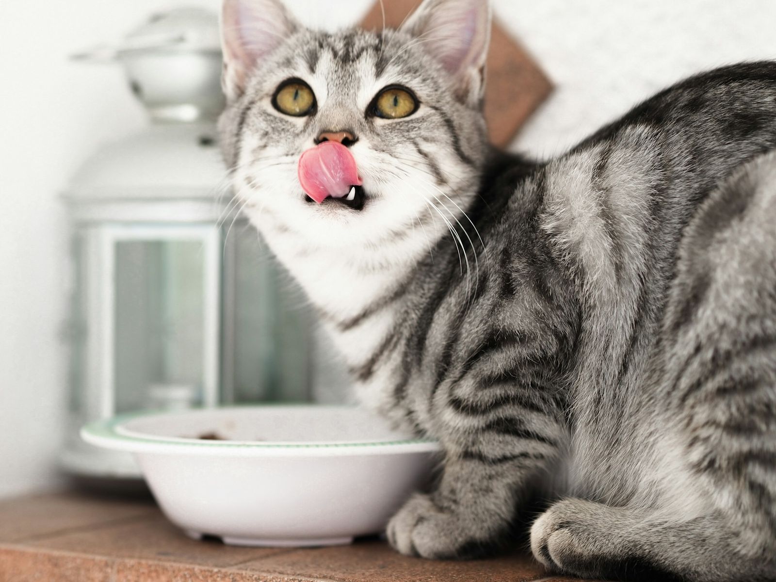 Gato comiendo de su plato