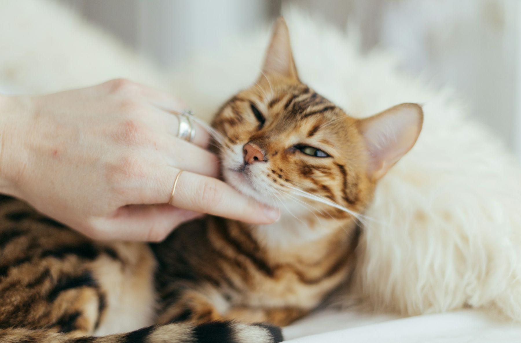 Taurina VivaPeludo para gatos