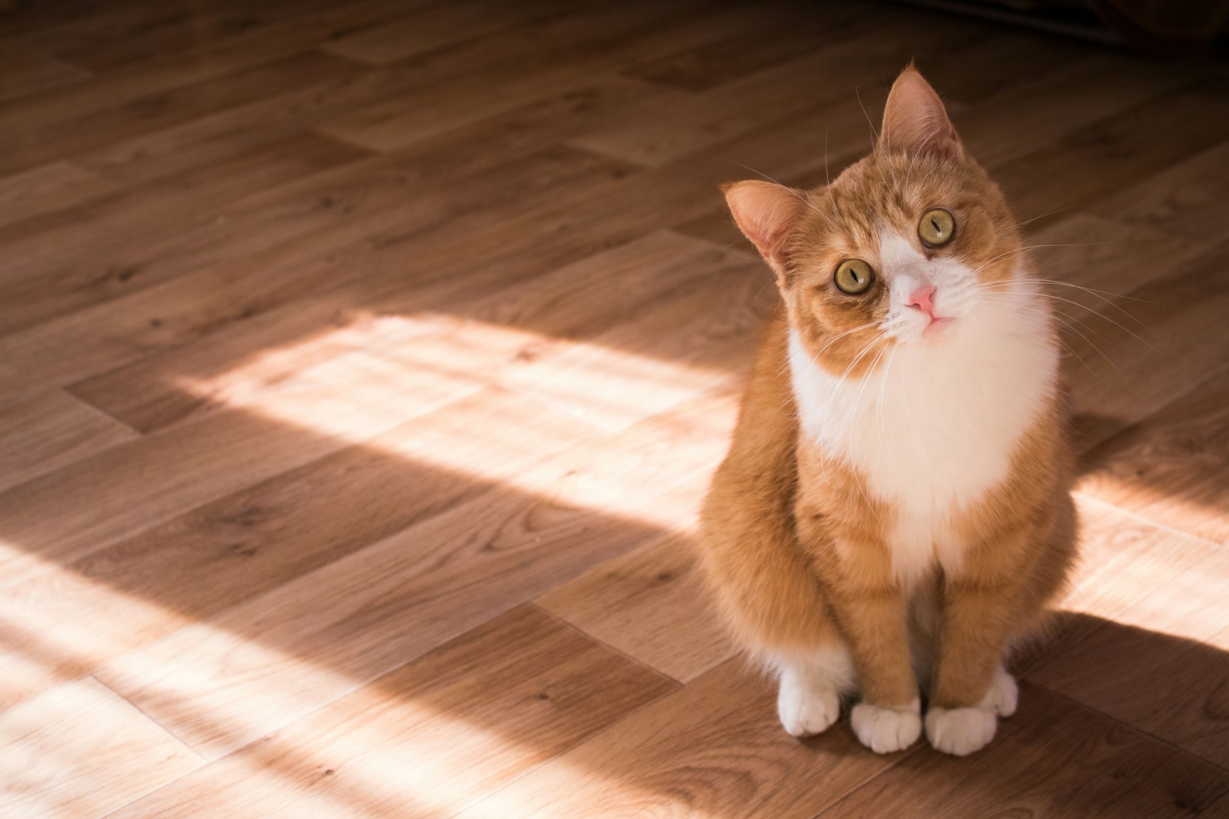 Gato atigrado descansando en casa