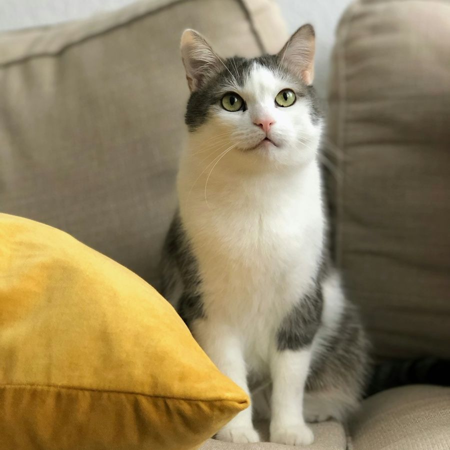 Gato de una clienta en casa