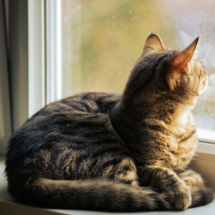 Gato de una clienta en casa