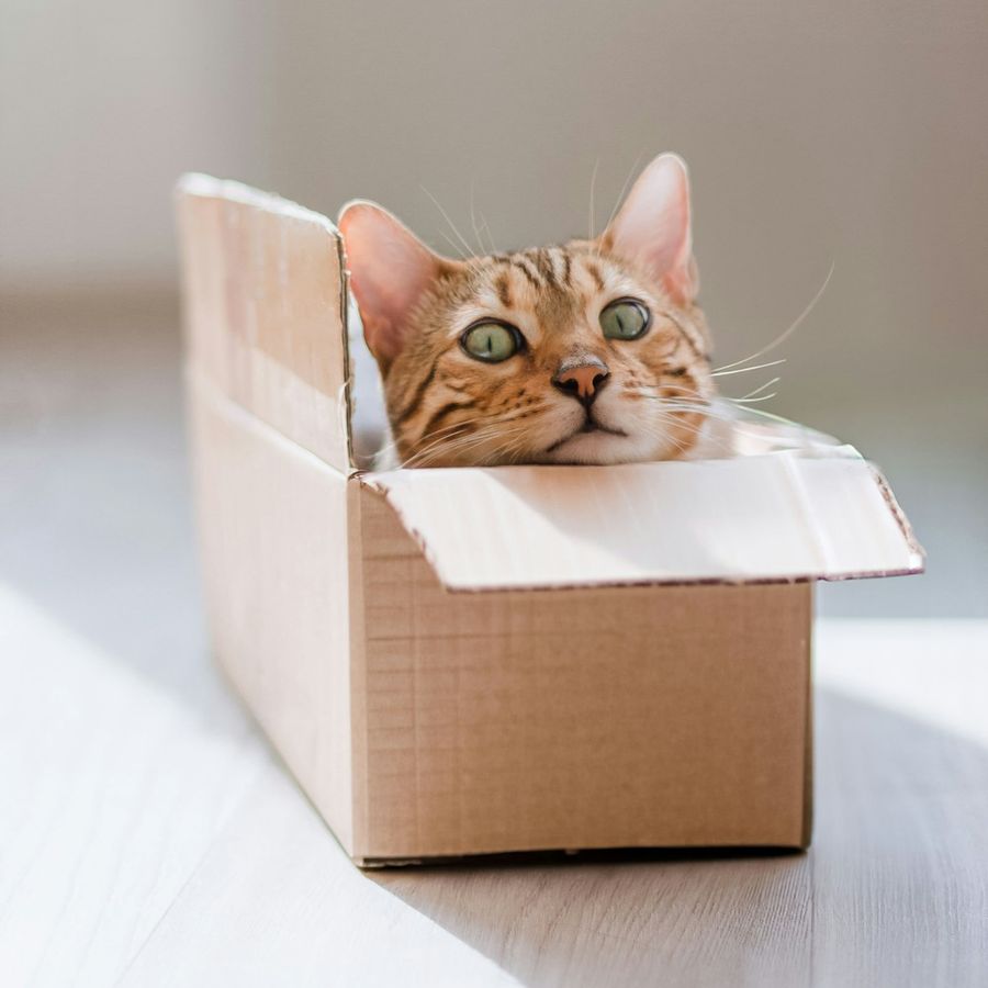 Gato de una clienta en casa