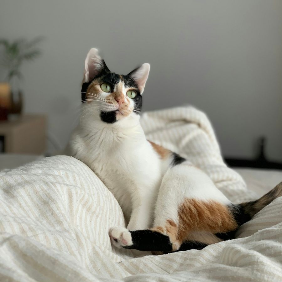 Gato de una clienta en casa