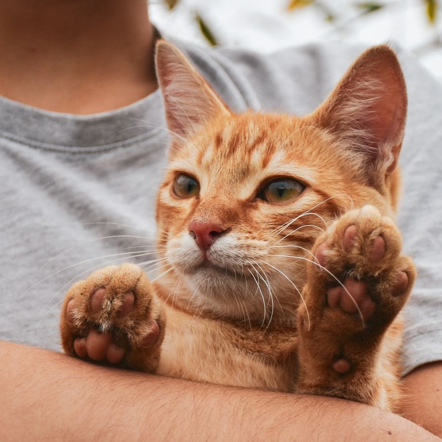Gato de una clienta en casa